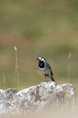 Ak kuyruksallayan » White Wagtail » Motacilla alba