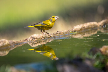 Florya » European Greenfinch » Chloris chloris