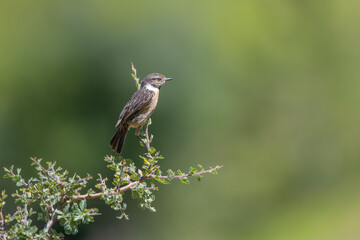 Taşkuşu » European Stonechat » Saxicola rubicola