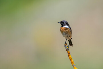 Taşkuşu » European Stonechat » Saxicola rubicola