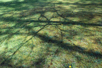 Shadows of the Trees