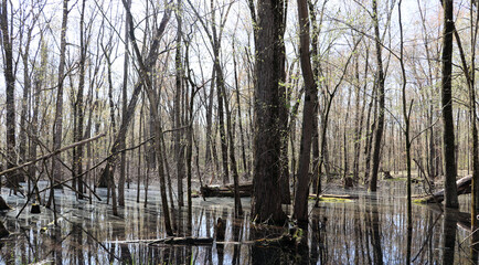 Trees in Water