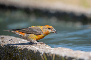 Çaprazgaga » Red Crossbill » Loxia curvirostra