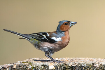 İspinoz » Common Chaffinch » Fringilla coelebs