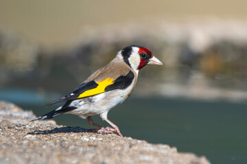 Saka » European Goldfinch » Carduelis carduelis