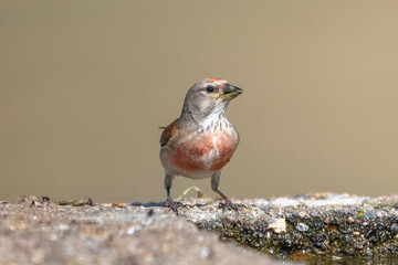 Ketenkuşu » Common Linnet » Linaria cannabina