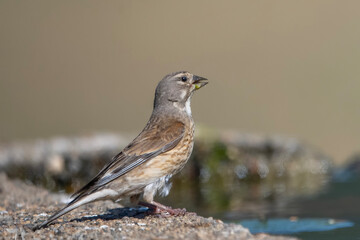 Ketenkuşu » Common Linnet » Linaria cannabina