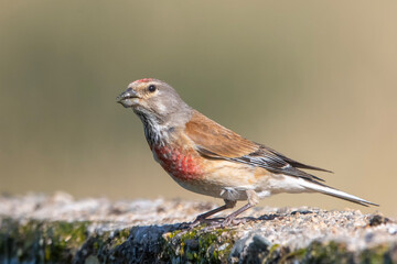 Fototapeta premium Ketenkuşu » Common Linnet » Linaria cannabina