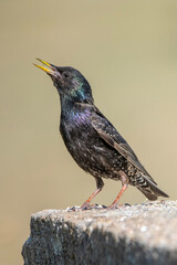 Sığırcık » Common Starling » Sturnus vulgaris