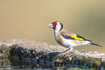 Saka » European Goldfinch » Carduelis carduelis