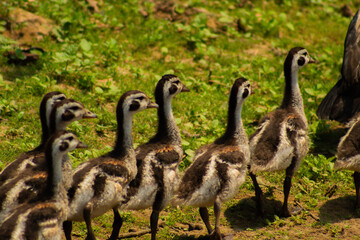 Patos silvestres en las pampas del yacuma