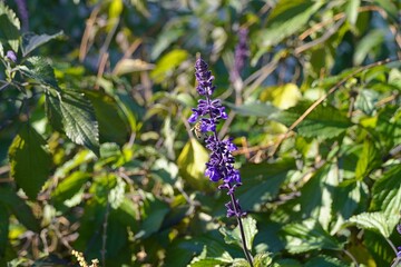 Mealy cup sage, or Salvia farinacea blue flowers and a honey bee, in Piraeus, Greece