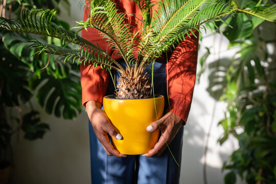 African American woman gardener holding in hands houseplant Cycas in yellow pot at home garden, closeup. Black female plant lover growing indoor tropical plants in living room. 