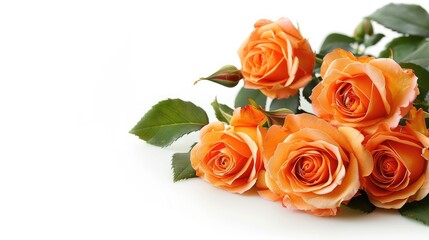 Fresh orange roses isolated on white background with space for text