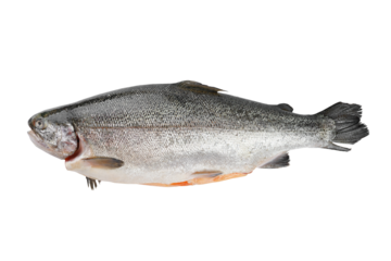 Fresh whole gutted raw fish salmon, trout with scale isolated on white, transparent background. Seafood, uncooked ingredient, healthy food, diet,