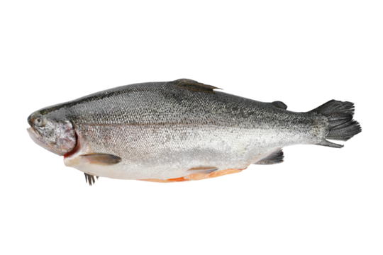 Fresh whole gutted raw fish salmon, trout with scale isolated on white, transparent background. Seafood, uncooked ingredient, healthy food, diet,