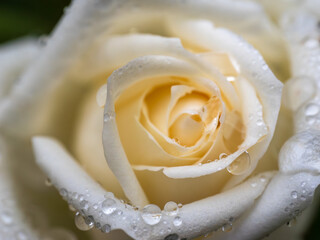 A white rose with raindrops close-up