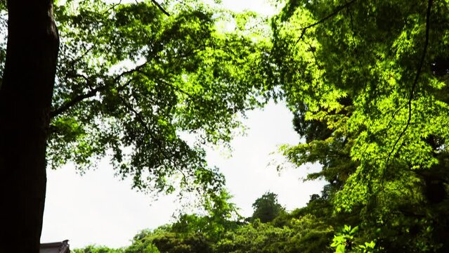 東京 井の頭公園 37