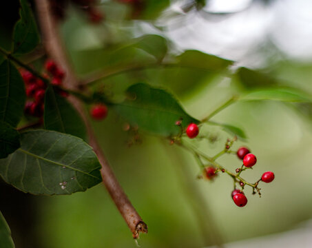 red currant bush