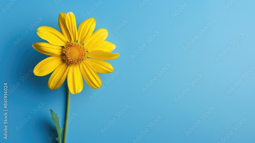 Wall mural Yellow flower on blue backdrop with room for text - Wall murals