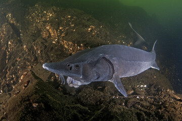 Fototapeta premium Sturgeon is feeding in the lake. Siberian sturgeon in the deepwater. Prehistoric fish with long body in dark water. 