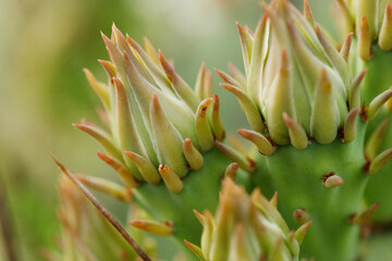 Fototapeta premium Prickly pear cactus in Texas spring nature closeup showing buds for bloom.