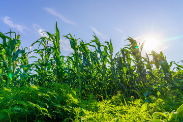 A field of corn is in full bloom, with the sun shining brightly on the plants