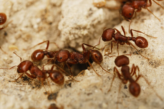 Closeup of fire ants in detail at hole in Texas ground.