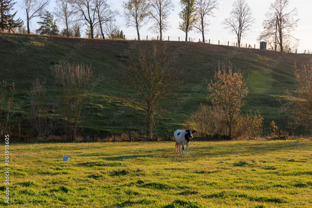 Wall mural a cow is standing in a grassy field