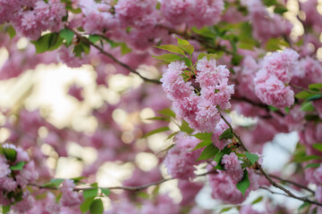 Pink flowers on a tree with a blue sky in the background