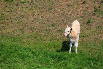 Obraz premium A small cow is walking through a grassy field