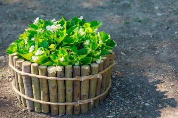 A small potted plant sits in a wooden basket on a dirt ground