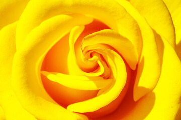 A close up of a yellow rose with a yellow center and a red edge