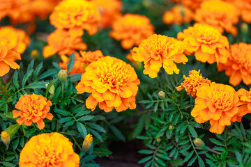 A bunch of orange flowers with green leaves