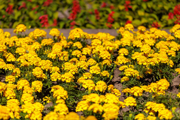 A field of yellow flowers with red flowers in the background