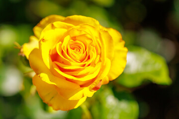 A yellow rose is in full bloom and is the center of attention in the image