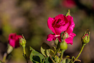 Obraz premium A rose with green leaves is in the foreground of a blurry background