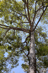 Big and tall tree with branches