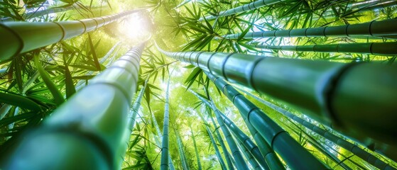 Bamboo stalks stretching towards the sky, illuminated by sunlight in a vibrant, lush forest. The image captures the towering elegance and serene beauty of bamboo in a natural setting