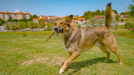 CLOSE UP: Cute shelter dog with zoomies carrying a stick while playing fetch.