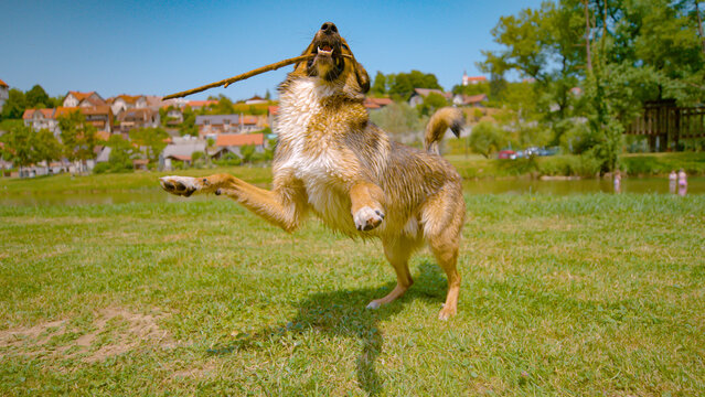 CLOSE UP: Adorable puppy holds a stick in mouth while playing in the grassfield