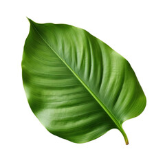 Fototapeta premium A single green leaf isolated on a white background, showing detailed texture and vibrant color.