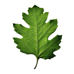 Close-up view of a vibrant green oak leaf isolated on a white background. High resolution image perfect for botanical and nature-themed designs.