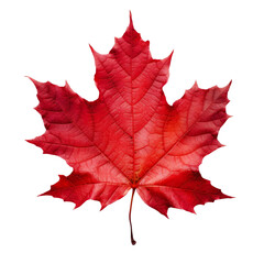 Vivid red maple leaf showcasing intricate veins and vibrant fall colors, perfect for seasonal and nature-themed design projects. Isolated on transparent or white background.