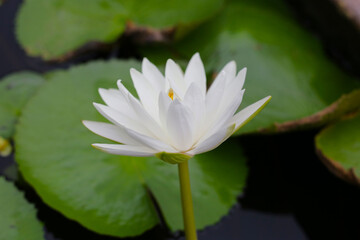 Beautiful water lily. Lotus flower with green leaves