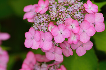 アジサイの花