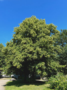 gro&szlig;e Winterlinde in voller Bl&uuml;te 