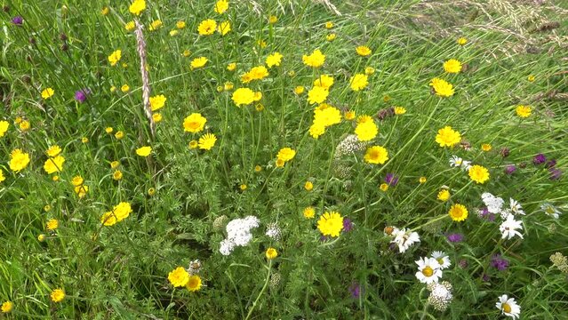 bunte Blumen am Wegesrand wiegen sich im Wind