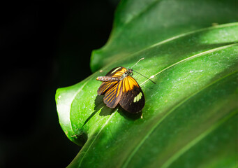 Exotic Common Postman butterfly on leaves at a butterfly garden in Georgia.