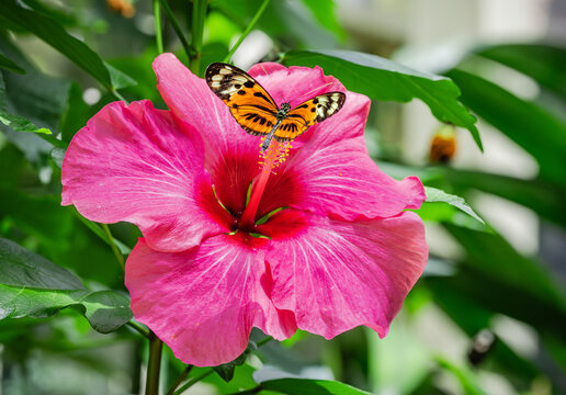 Numata Longwing exotic butterfly on a pink flower at a butterfly garden in Georgia.